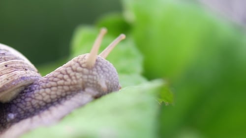 Grape Snail in Nature