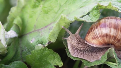 Snail Crawling on a Green Leaf