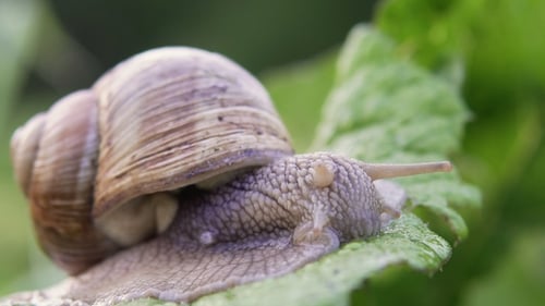Snail Crawling on a Green Leaf in Nature
