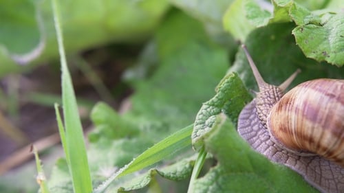 Traubenschnecke in der Natur