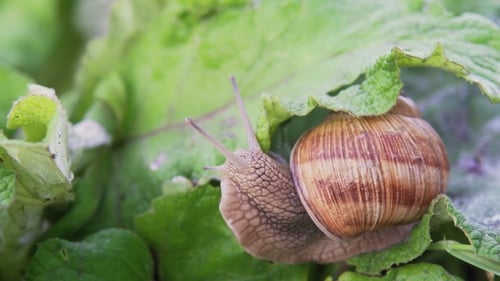 Traubenschnecke in der Natur