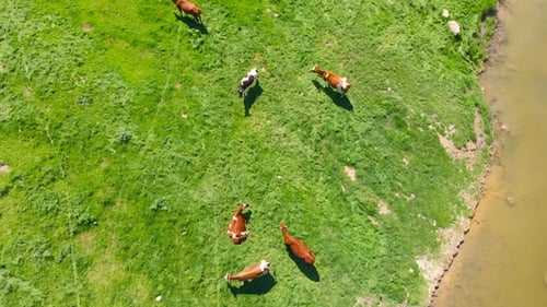 Aerial View of a Group of Cows Chewing Grass on a Bright Green Meadow on a Ranch