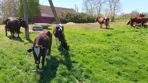 Aerial View of a Group of Cows Chewing Grass on a Bright Green Meadow on a Ranch