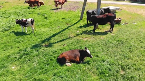 Aerial View of a Group of Cows Chewing Grass on a Bright Green Meadow on a Ranch