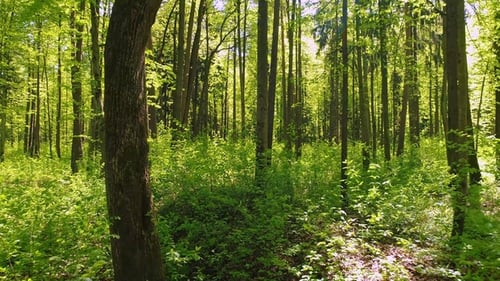 Flying Between the Trees in the Spring Forest.