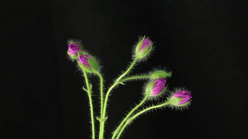 Purple Flowers Blooming in Time Lapse