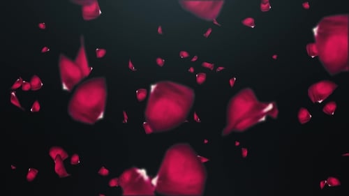 Romantic Falling Red Rose Petals Background Loop