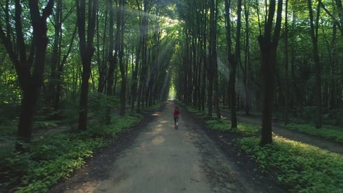 Young Woman Is Jogging in Beautiful Green Alley in the Sunny Morning. Aerial View