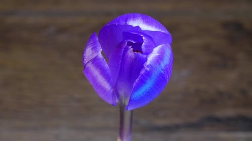 Lila blühende Blume