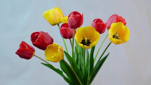 Bouquet of Red and Yellow Tulips in Vase