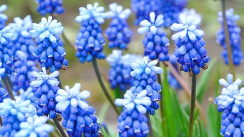Close Up of Blue Grape Hyacinth Flowers