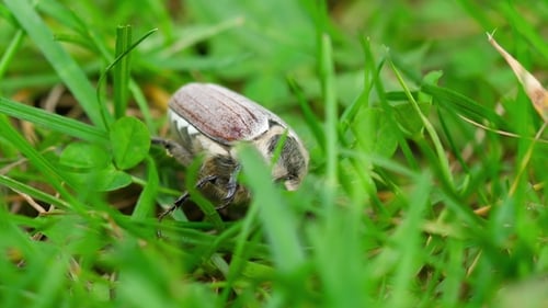 May bug Beetle in Grass