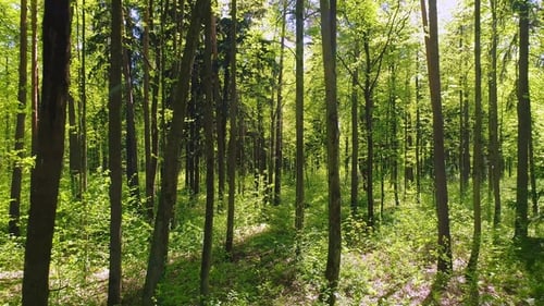 Flying Between the Trees in the Spring Forest.