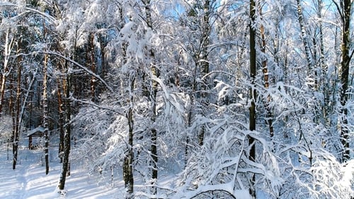 Ramas nevadas en el bosque. Fondo de hadas de invierno