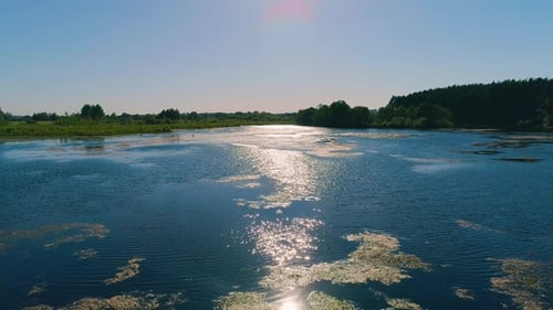 Flying Between the Trees in the Spring Forest on a Blue Lake Background