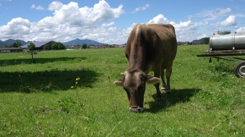 Cow Pasture on the Alps