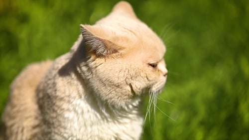 Cat British on Green Grass in