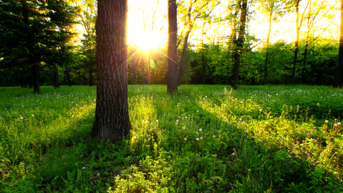 Forest