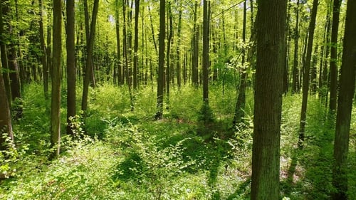 Flying Between the Trees in the Spring Forest.