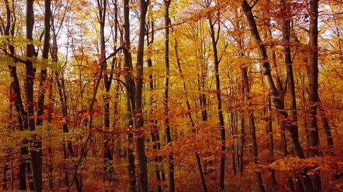 Flight Through Autumn Forest