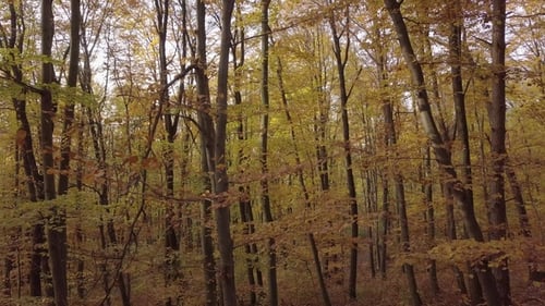 Flight Through Autumn Forest