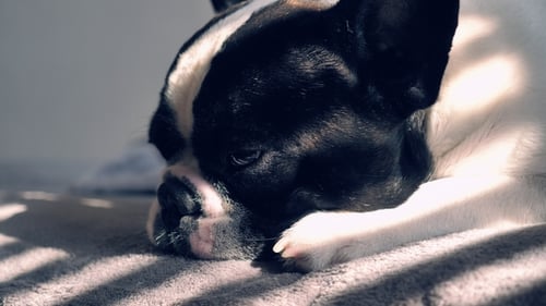 Portrait Melancholy Puppy