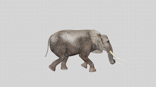 Elephant Walk Attack