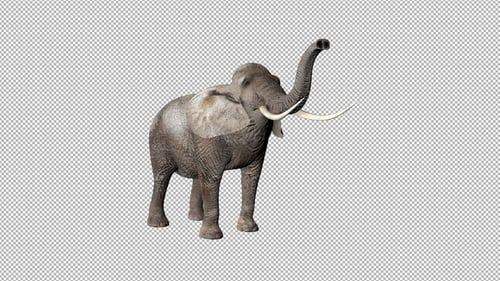 Elephant Eat