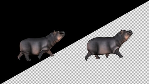 Animated Baby Hippopotamus Walking on Transparent Background