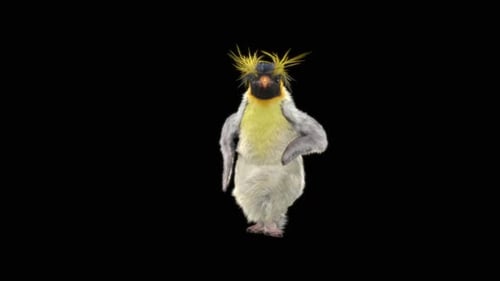 66 Pinguin tanzend HD