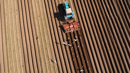 Tractor Plowing Rural Field with Flock of Birds
