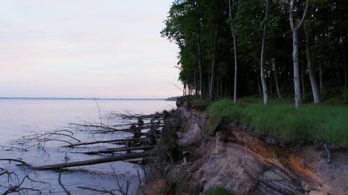 Aerial View of Forest Meets Calm Coastal Waters