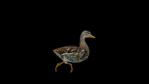 Realistic Duck Walking Animation