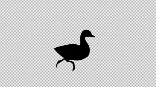 Animated Duck Silhouette Walk Cycle