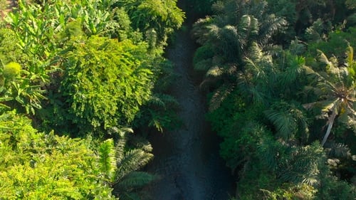 Aerial Shot of a Tropical River with Palms and Trees Growing on It's Shores in Tropics