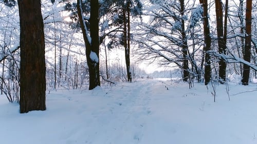 Verschneite Zweige im Wald. Winterfee-Hintergrund