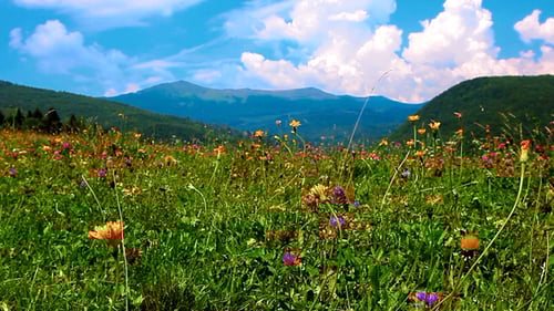 Wildflower Meadow Landscape with Mountains in Background