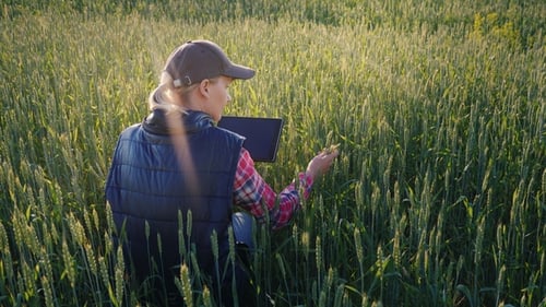 Young Woman Farmer Working in a Field of Green Wheat. Studying Sprouts, Using a Tablet.