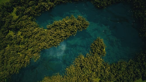 Lake In The Jungle