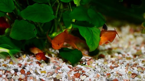 Red Swordtail Pair Xiphophorus Helleri Aquarium Fish