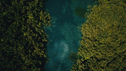 From The Lake To The Jungle
