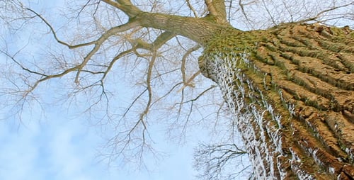 Ash Tree