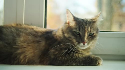 Fluffy Cat Resting on a Sunny Windowsill