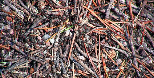 Ants And Anthill