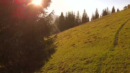 Sunlit Green Hillside With Evergreen Trees
