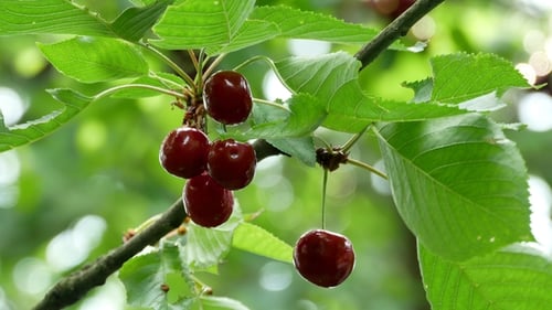 Cerise sur l'arbre
