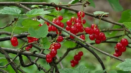 Fresh Red Currant Berries Hanging on the Branch