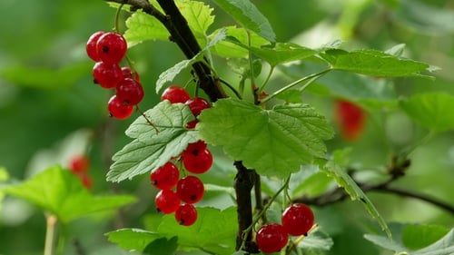 Red Currants on a Bush in Sunlight