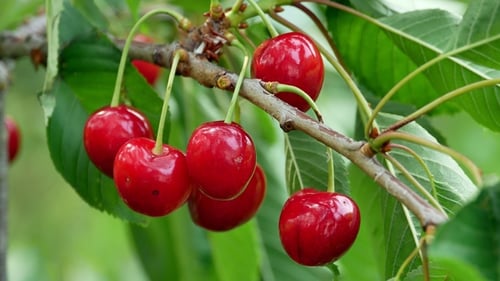 Cerise sur l'arbre