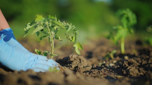 Hands in Gloves Carefully Plant a Tomato Seedling in the Ground